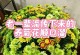 菊花养护之道（以菊花好养吗？如何正确养护？）