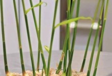 姜的种植技巧——土中的神奇之旅（姜种土里怎么种植，教你一步步做出丰收的庭院姜）
