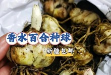 插枝百合花的生存能力探究（插枝百合花的养护技巧与注意事项）