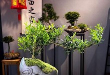黄杨开花时间及芳香味道解析（春末夏初是黄杨开花高峰期，其花香幽雅清新）