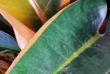 金钻换盆后叶子变软了，原因和解决办法（金钻盆栽叶子变软的可能原因和正确的护理方法）