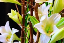 插枝繁殖百合花的有效方法（探讨百合花插枝的成活率及注意事项）