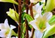 插枝繁殖百合花的有效方法（探讨百合花插枝的成活率及注意事项）