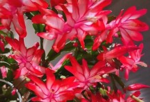 如何正确施肥蟹爪兰（掌握正确的施肥水量和频率，让蟹爪兰健康成长）