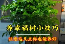 幸福树换盆土后叶子发黄的原因及处理方法（如何有效解决幸福树换盆土后叶子发黄问题）