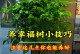 幸福树换盆土后叶子发黄的原因及处理方法（如何有效解决幸福树换盆土后叶子发黄问题）