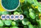 铜钱草的种子丰富多样，丰富你的花园（种植铜钱草种子，打造多彩花海）