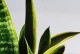 夏天虎皮兰如何保持枝叶饱满绿意？（干枯虎皮兰救命秘籍揭秘）