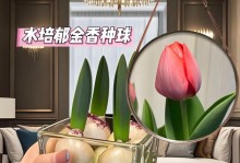 水培种植郁金香种球的方法及注意事项（郁金香种球水培种植技巧，轻松打造花坛盛景）