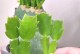蟹爪兰的养植指南（打造美丽室内花园的必备技巧）