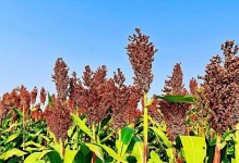 探秘与高粱穗相似的植物（认识“谷子”的种类和特征）