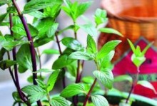 在室内养薄荷，让清新的香气充盈生活空间（以薄荷为主题，让室内空间充满清新芬芳）
