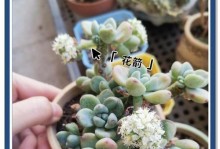 劳尔多肉（探究劳尔多肉是否具有香气和如何保持其香味）
