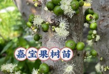 嘉果宝的种植条件及适宜区域（探秘嘉果宝的生长环境与气候喜好）