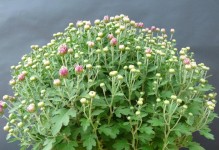 冬天养菊花的注意事项（菊花冬季养护全攻略）