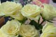 TheLanguageofWhiteRoses（UnlockingtheMeaningbehindWhiteRosesthroughEnglishPhrases）