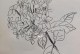 如何有效地越冬以龙船花（关键步骤和技巧）
