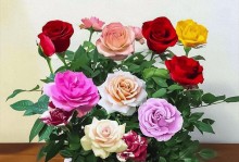 玫瑰花冬天养护全攻略（如何安全过冬，让你的玫瑰花更美丽持久）