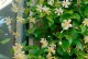 风车茉莉花期（探寻风车茉莉的美丽秘密，从花期入手！）