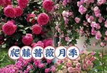 如何养护藤本月季（打造迷人花坛，藤本月季必备的养护技巧）