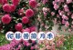 如何养护藤本月季（打造迷人花坛，藤本月季必备的养护技巧）