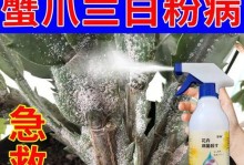 蟹爪兰开花蔫儿了怎么办（解决蟹爪兰开花蔫儿问题的方法和注意事项）