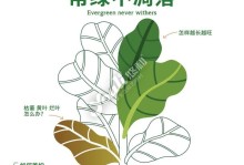 琴叶榕叶片发黄的原因及处理方法（揭秘琴叶榕叶片发黄的根源与有效解决方案）