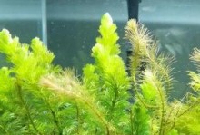 绿藻到底是植物吗？——探寻绿藻的身份