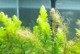 绿藻到底是植物吗？——探寻绿藻的身份