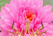 睡莲开花季节揭秘（什么时候才能看到水面上的睡莲？睡莲开花的关键）