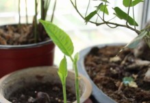 如何种植菠萝蜜种子？（从选种到出苗，详细讲解菠萝蜜种子的种植过程）