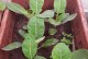 凤仙花的养殖与护理技巧（打造美丽花园的秘籍，让凤仙花绽放绚丽色彩）