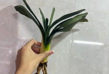 以君子兰黄叶为主题的处理方法（保持君子兰叶片健康的关键）