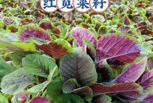 揭秘红凤菜与红苋菜的区别，了解它们分别是什么菜（掌握科学的菜品认知，避免点错菜品）