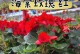 为什么玫瑰海棠叶子会干枯？（玫瑰海棠叶子干枯的原因及解决方法）