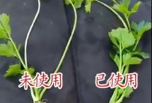 如何处理麒麟烂根的问题（有效方法和关键注意事项，助您解决困扰的根源问题）