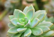 多肉植物养护技巧之如何处理不透气问题（打破多肉植物的生存瓶颈，呼吸让多肉更健康）