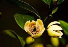 含笑花，春日绽放的美丽（探寻含笑花的花期和品种特点）