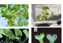 揭秘四季果雌雄花之谜（花朵的性别隐藏在细节中）