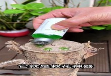 发财树养护全攻略，做好这几点树不死（打造绿色财富，让发财树健康生长）