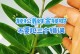 小金钱树的养护指南（简单易学，让您的小金钱树健康茁壮成长）