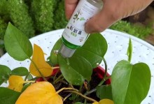 茶花养护全指南（从选种到施肥，让你的茶花长成“国色天香”）