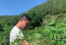 花椒树的耐寒程度及其（探究花椒树的耐寒极限与保护方法）