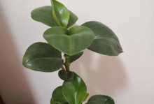 冬季如何养护豆瓣绿（冬季养护技巧，让豆瓣绿茁壮成长）