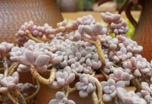 如何夏季养护艾伦多肉？（艾伦多肉夏季养护的注意事项及技巧）