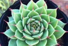 如何正确养护银星多肉植物？（从种植到长大，一步步教你打造繁盛多肉园）