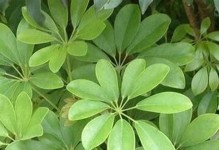 86属虎如何选择植物旺财？（通过植物来增加财运，）