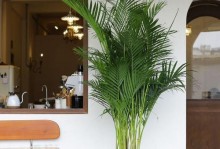 凤尾竹的神奇风水作用（家里养凤尾竹好不好，看这里！）