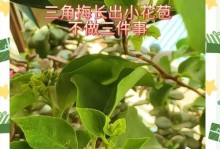 如何养护发芽的三角梅（掌握关键技巧，让你的三角梅茁壮成长）