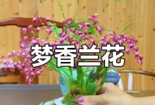 养花宝典（打造美丽花园的必备技巧）
